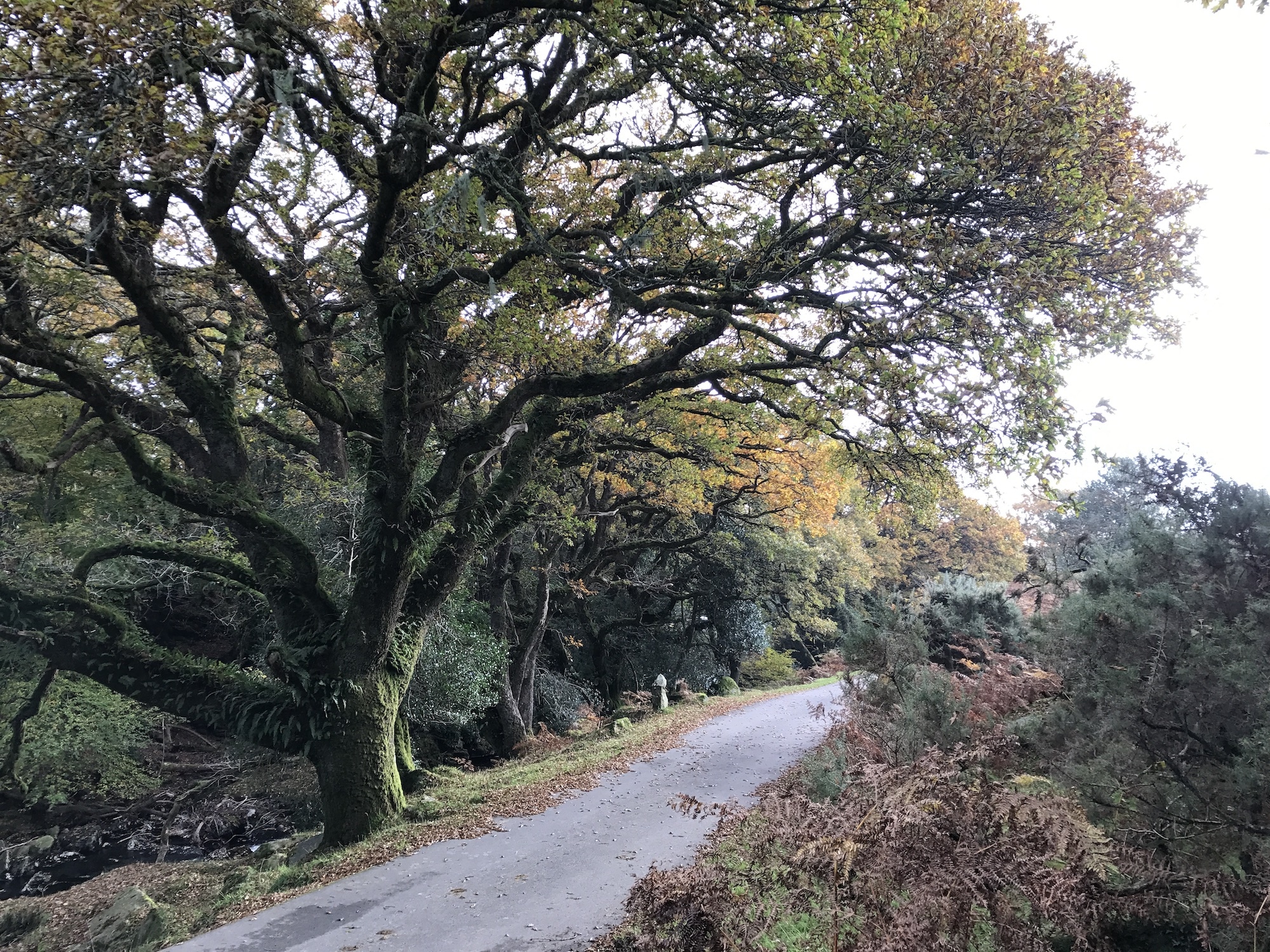 October o Dartmoor, Dartmoor Whisky Distillery